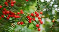 Taxus chinensis